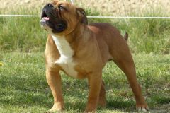 Les Belles Truffes - Bulldog Continental - Mâle - Nash des Sources Sacrées