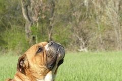 Les Belles Truffes - Bulldog Continental - Mâle - Nash des Sources Sacrées