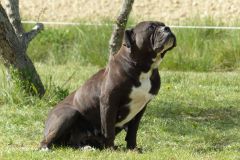 Les Belles Truffes - Bulldog Continental - Femelle - Never Say Good Bye des Jardins d’Eywa