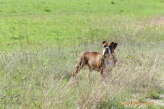 Les Belles Truffes - Bulldog Continental - Femelle - Nixie des Pipettechorizo