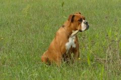 Les Belles Truffes - Bulldog Continental - Femelle - Phrishka des Pipettechorizo