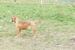 Les Belles Truffes - Elevage - Bulldog Continental - Femelle - Robine Wood des Belles Truffes