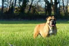 Les Belles Truffes - Bulldog Continental - Femelle - Oxane (sans affixe)