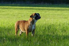 Les Belles Truffes - Bulldog Continental - Femelle - Oxane (sans affixe)