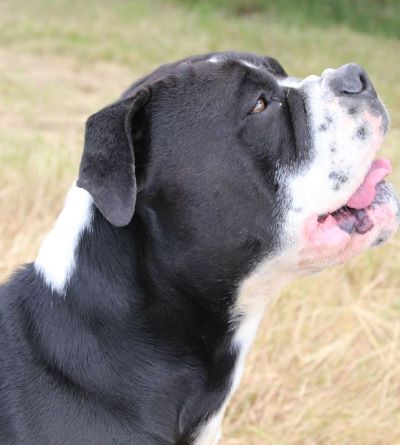 Belles Truffres - Elevage - Bulldog Continental - Male - Nash des Perles Noires de Beaume - Mariage