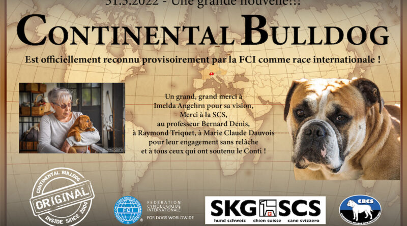 Le Bulldog Continental race reconnue FCI à titre provisoire