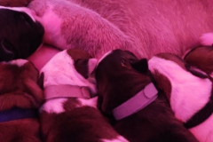 Chiots des Belles Truffes