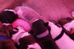 Chiots des Belles Truffes