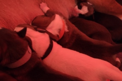 Chiots des Belles Truffes