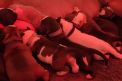 Chiots des Belles Truffes