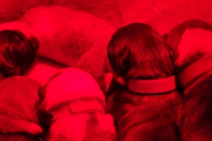 Chiots des Belles Truffes