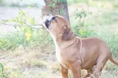 STOMMY DES BELLES TRUFFES