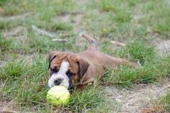 STOMMY DES BELLES TRUFFES