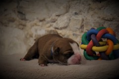 STOMMY DES BELLES TRUFFES