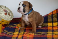 STOMMY DES BELLES TRUFFES