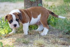 SHERLOCK DES BELLES TRUFFES