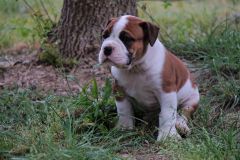 SHERLOCK DES BELLES TRUFFES