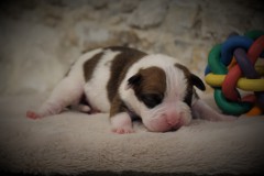 SHERLOCK DES BELLES TRUFFES