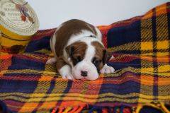 SHERLOCK DES BELLES TRUFFES