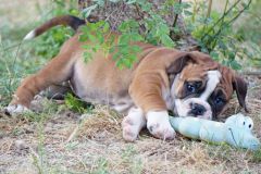 SWAN DES BELLES TRUFFES