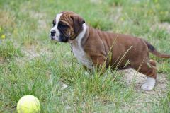 SWAN DES BELLES TRUFFES