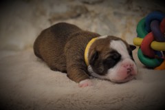 SWAN DES BELLES TRUFFES