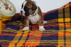 SWAN DES BELLES TRUFFES