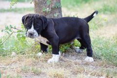 SAMY DES BELLES TRUFFES