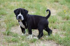 SAMY DES BELLES TRUFFES