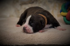 SAMY DES BELLES TRUFFES