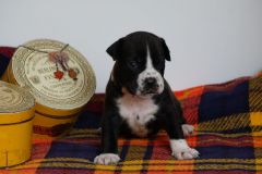 SAMY DES BELLES TRUFFES