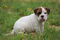 SENSEI DES BELLES TRUFFES