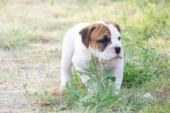 SENSEI DES BELLES TRUFFES