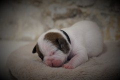 SENSEI DES BELLES TRUFFES