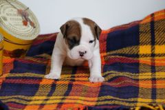 SENSEI DES BELLES TRUFFES