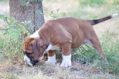 SHINY DES BELLES TRUFFES