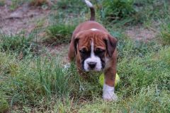 SHINY DES BELLES TRUFFES