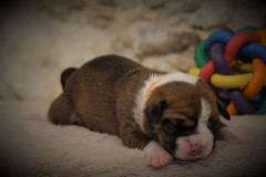 SHINY DES BELLES TRUFFES