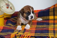 SHINY DES BELLES TRUFFES