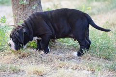 STARK DES BELLES TRUFFES