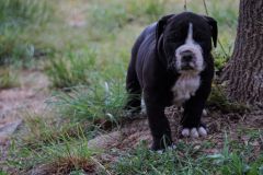 STARK DES BELLES TRUFFES