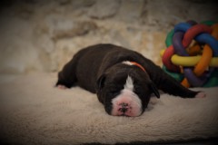 STARK DES BELLES TRUFFES