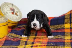 STARK DES BELLES TRUFFES