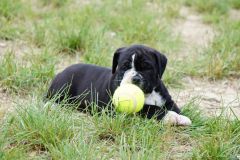 SCARLETT DES BELLES TRUFFES