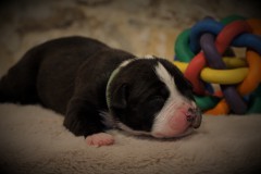 SCARLETT DES BELLES TRUFFES