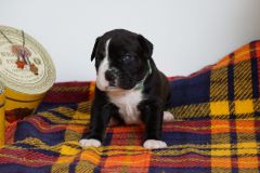 SCARLETT DES BELLES TRUFFES