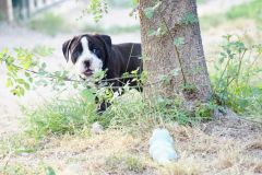 SHAKESPEARE'S STORY DES BELLES TRUFFES