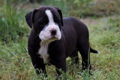 SHAKESPEARE'S STORY DES BELLES TRUFFES