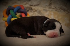 SHAKESPEARE'S STORY DES BELLES TRUFFES