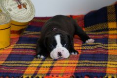 SHAKESPEARE'S STORY DES BELLES TRUFFES